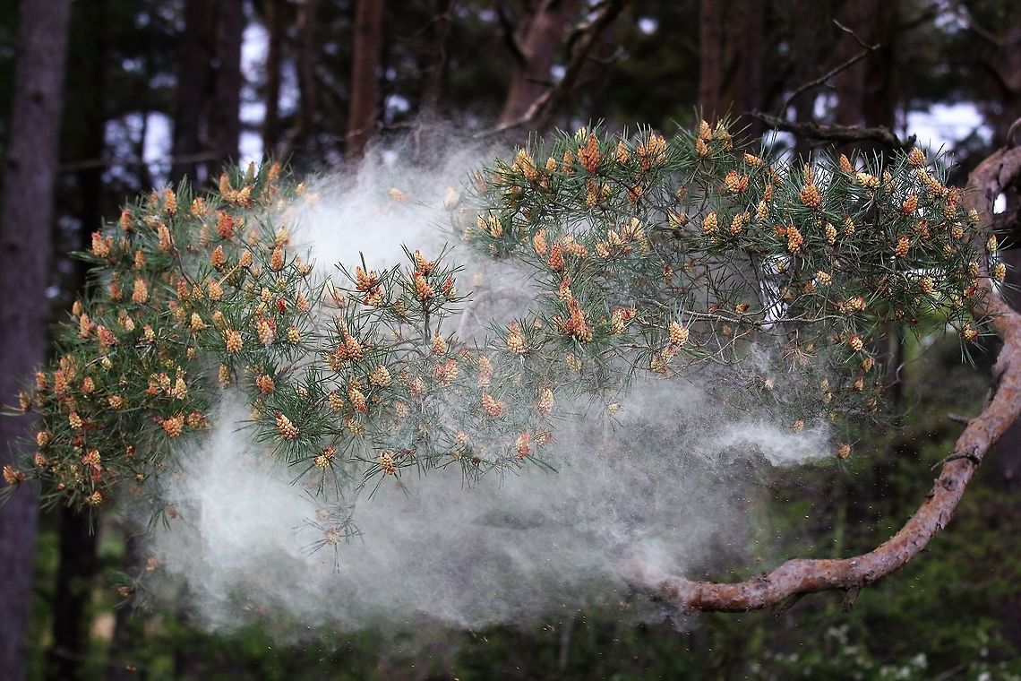 Scots Pine - Pollen 3 <figure class="photo"><a href="https://www.jungledragon.com/image/104761/scots_pine_-_pollen_1.html" title="Scots Pine - Pollen 1"><img src="https://s3.amazonaws.com/media.jungledragon.com/images/3826/104761_thumb.JPG?AWSAccessKeyId=05GMT0V3GWVNE7GGM1R2&Expires=1759968010&Signature=yP%2BuJQqZ%2BeRkVtRlgHYUMmI5dyY%3D" width="200" height="134" alt="Scots Pine - Pollen 1 https://www.jungledragon.com/image/104758/scots_pine_-_pollen_2.html<br />
https://www.jungledragon.com/image/104697/scots_pine_releasing_pollen.html<br />
https://www.jungledragon.com/image/104760/scots_pine_-_pollen_3.html<br />
https://www.jungledragon.com/image/104759/scots_pine_-_pollen_4.html<br />
https://www.jungledragon.com/image/104764/scots_pine_-_pollen_5.html<br />
https://www.jungledragon.com/image/104762/scots_pine_-_pollen_6.html<br />
https://www.jungledragon.com/image/104763/scots_pine_-_pollen_7.html Cumbria,Pinus sylvestris,Scots Pine" /></a></figure><br />
<figure class="photo"><a href="https://www.jungledragon.com/image/104758/scots_pine_-_pollen_2.html" title="Scots Pine - Pollen 2"><img src="https://s3.amazonaws.com/media.jungledragon.com/images/3826/104758_thumb.JPG?AWSAccessKeyId=05GMT0V3GWVNE7GGM1R2&Expires=1759968010&Signature=VXsgREaV9zQCDLNBcMAWyiPlNHI%3D" width="200" height="134" alt="Scots Pine - Pollen 2 https://www.jungledragon.com/image/104761/scots_pine_-_pollen_1.html<br />
https://www.jungledragon.com/image/104697/scots_pine_releasing_pollen.html<br />
https://www.jungledragon.com/image/104760/scots_pine_-_pollen_3.html<br />
https://www.jungledragon.com/image/104759/scots_pine_-_pollen_4.html<br />
https://www.jungledragon.com/image/104764/scots_pine_-_pollen_5.html<br />
https://www.jungledragon.com/image/104762/scots_pine_-_pollen_6.html<br />
https://www.jungledragon.com/image/104763/scots_pine_-_pollen_7.html Cumbria,Pinus sylvestris,Scots Pine" /></a></figure><br />
<figure class="photo"><a href="https://www.jungledragon.com/image/104697/scots_pine_releasing_pollen.html" title="Scots Pine releasing pollen"><img src="https://s3.amazonaws.com/media.jungledragon.com/images/3826/104697_thumb.JPG?AWSAccessKeyId=05GMT0V3GWVNE7GGM1R2&Expires=1759968010&Signature=EYGZ04qIQ7TMeryhGIutnVHGI9Y%3D" width="200" height="134" alt="Scots Pine releasing pollen Fabulous cloud of pollen<br />
https://www.jungledragon.com/image/104761/scots_pine_-_pollen_1.html<br />
https://www.jungledragon.com/image/104758/scots_pine_-_pollen_2.html<br />
https://www.jungledragon.com/image/104697/scots_pine_releasing_pollen.html<br />
https://www.jungledragon.com/image/104760/scots_pine_-_pollen_3.html<br />
https://www.jungledragon.com/image/104759/scots_pine_-_pollen_4.html<br />
https://www.jungledragon.com/image/104764/scots_pine_-_pollen_5.html<br />
https://www.jungledragon.com/image/104762/scots_pine_-_pollen_6.html<br />
https://www.jungledragon.com/image/104763/scots_pine_-_pollen_7.html Cumbria,Kings Meaburn,Pinus sylvestris,Scots Pine" /></a></figure><br />
<figure class="photo"><a href="https://www.jungledragon.com/image/104759/scots_pine_-_pollen_4.html" title="Scots Pine - Pollen 4"><img src="https://s3.amazonaws.com/media.jungledragon.com/images/3826/104759_thumb.JPG?AWSAccessKeyId=05GMT0V3GWVNE7GGM1R2&Expires=1759968010&Signature=MEV%2B5xrXkzCRCiHeI19WtRE%2B%2Fz8%3D" width="200" height="134" alt="Scots Pine - Pollen 4 https://www.jungledragon.com/image/104761/scots_pine_-_pollen_1.html<br />
https://www.jungledragon.com/image/104758/scots_pine_-_pollen_2.html<br />
https://www.jungledragon.com/image/104697/scots_pine_releasing_pollen.html<br />
https://www.jungledragon.com/image/104760/scots_pine_-_pollen_3.html<br />
https://www.jungledragon.com/image/104764/scots_pine_-_pollen_5.html<br />
https://www.jungledragon.com/image/104762/scots_pine_-_pollen_6.html<br />
https://www.jungledragon.com/image/104763/scots_pine_-_pollen_7.html Cumbria,Pinus sylvestris,Scots Pine" /></a></figure><br />
<figure class="photo"><a href="https://www.jungledragon.com/image/104764/scots_pine_-_pollen_5.html" title="Scots Pine - Pollen 5"><img src="https://s3.amazonaws.com/media.jungledragon.com/images/3826/104764_thumb.JPG?AWSAccessKeyId=05GMT0V3GWVNE7GGM1R2&Expires=1759968010&Signature=%2BGhE%2BvKIbcPq%2Fzc9eKvG2a2aXjA%3D" width="200" height="134" alt="Scots Pine - Pollen 5 https://www.jungledragon.com/image/104761/scots_pine_-_pollen_1.html<br />
https://www.jungledragon.com/image/104758/scots_pine_-_pollen_2.html<br />
https://www.jungledragon.com/image/104697/scots_pine_releasing_pollen.html<br />
https://www.jungledragon.com/image/104760/scots_pine_-_pollen_3.html<br />
https://www.jungledragon.com/image/104759/scots_pine_-_pollen_4.html<br />
https://www.jungledragon.com/image/104762/scots_pine_-_pollen_6.html<br />
https://www.jungledragon.com/image/104763/scots_pine_-_pollen_7.html Cumbria,Pinus sylvestris,Scots Pine" /></a></figure><br />
<figure class="photo"><a href="https://www.jungledragon.com/image/104762/scots_pine_-_pollen_6.html" title="Scots Pine - Pollen 6"><img src="https://s3.amazonaws.com/media.jungledragon.com/images/3826/104762_thumb.JPG?AWSAccessKeyId=05GMT0V3GWVNE7GGM1R2&Expires=1759968010&Signature=MBLtZ4IMFNfrakq5y4ia63ylwcs%3D" width="200" height="134" alt="Scots Pine - Pollen 6 https://www.jungledragon.com/image/104761/scots_pine_-_pollen_1.html<br />
https://www.jungledragon.com/image/104758/scots_pine_-_pollen_2.html<br />
https://www.jungledragon.com/image/104697/scots_pine_releasing_pollen.html<br />
https://www.jungledragon.com/image/104760/scots_pine_-_pollen_3.html<br />
https://www.jungledragon.com/image/104759/scots_pine_-_pollen_4.html<br />
https://www.jungledragon.com/image/104764/scots_pine_-_pollen_5.html<br />
https://www.jungledragon.com/image/104763/scots_pine_-_pollen_7.html Cumbria,Pinus sylvestris,Scots Pine" /></a></figure><br />
<figure class="photo"><a href="https://www.jungledragon.com/image/104763/scots_pine_-_pollen_7.html" title="Scots Pine - Pollen 7"><img src="https://s3.amazonaws.com/media.jungledragon.com/images/3826/104763_thumb.JPG?AWSAccessKeyId=05GMT0V3GWVNE7GGM1R2&Expires=1759968010&Signature=qWGUjqUvUo%2FNKiVJn%2BftWTAc7TY%3D" width="200" height="134" alt="Scots Pine - Pollen 7 https://www.jungledragon.com/image/104761/scots_pine_-_pollen_1.html<br />
https://www.jungledragon.com/image/104758/scots_pine_-_pollen_2.html<br />
https://www.jungledragon.com/image/104697/scots_pine_releasing_pollen.html<br />
https://www.jungledragon.com/image/104760/scots_pine_-_pollen_3.html<br />
https://www.jungledragon.com/image/104759/scots_pine_-_pollen_4.html<br />
https://www.jungledragon.com/image/104764/scots_pine_-_pollen_5.html<br />
https://www.jungledragon.com/image/104762/scots_pine_-_pollen_6.html Cumbria,Pinus sylvestris,Scots Pine" /></a></figure> Cumbria,Pinus sylvestris,Scots Pine
