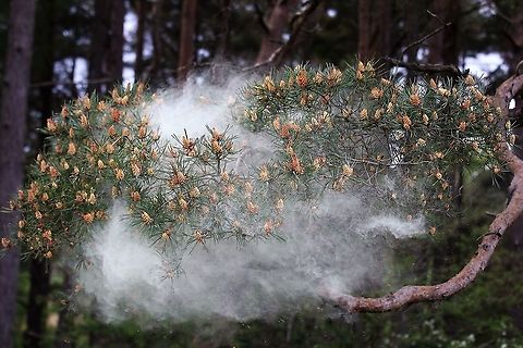 Scots Pine - Pollen 3 https://www.jungledragon.com/image/104761/scots_pine_-_pollen_1.html
https://www.jungledragon.com/image/104758/scots_pine_-_pollen_2.html
https://www.jungledragon.com/image/104697/scots_pine_releasing_pollen.html
https://www.jungledragon.com/image/104759/scots_pine_-_pollen_4.html
https://www.jungledragon.com/image/104764/scots_pine_-_pollen_5.html
https://www.jungledragon.com/image/104762/scots_pine_-_pollen_6.html
https://www.jungledragon.com/image/104763/scots_pine_-_pollen_7.html Cumbria,Pinus sylvestris,Scots Pine