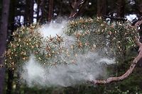 Scots Pine - Pollen 3 https://www.jungledragon.com/image/104761/scots_pine_-_pollen_1.html<br />
https://www.jungledragon.com/image/104758/scots_pine_-_pollen_2.html<br />
https://www.jungledragon.com/image/104697/scots_pine_releasing_pollen.html<br />
https://www.jungledragon.com/image/104759/scots_pine_-_pollen_4.html<br />
https://www.jungledragon.com/image/104764/scots_pine_-_pollen_5.html<br />
https://www.jungledragon.com/image/104762/scots_pine_-_pollen_6.html<br />
https://www.jungledragon.com/image/104763/scots_pine_-_pollen_7.html Cumbria,Pinus sylvestris,Scots Pine