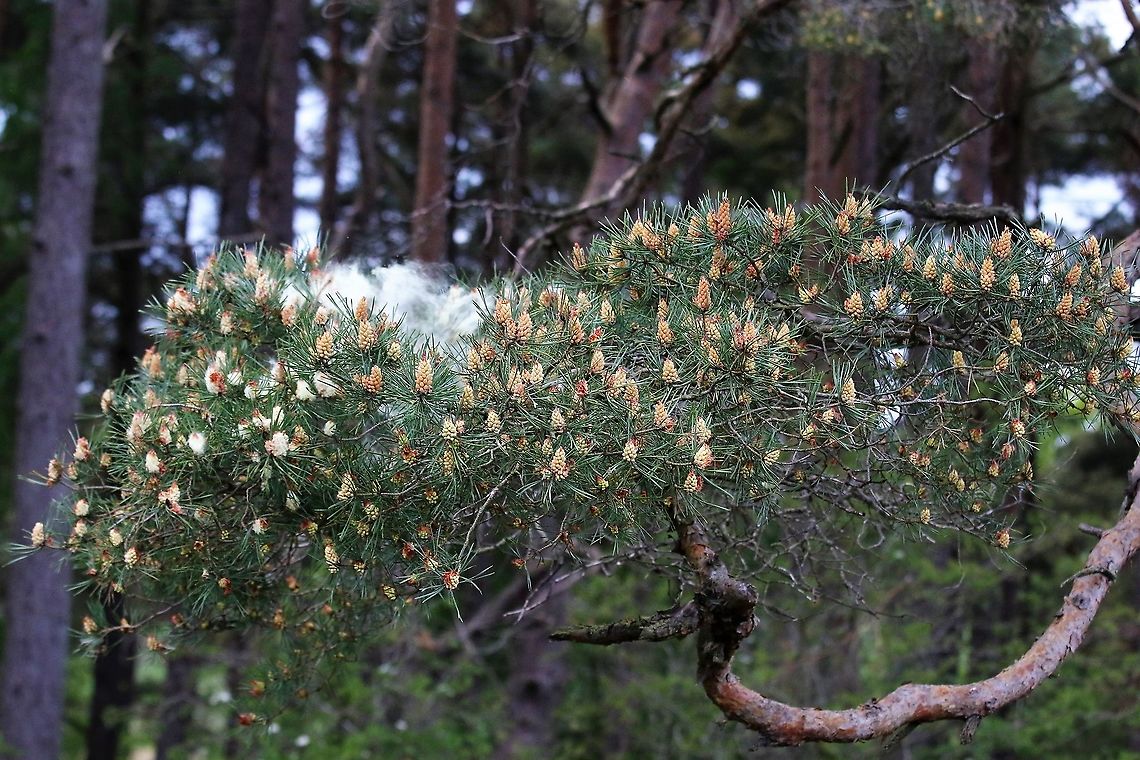 Scots Pine - Pollen 1 <figure class="photo"><a href="https://www.jungledragon.com/image/104758/scots_pine_-_pollen_2.html" title="Scots Pine - Pollen 2"><img src="https://s3.amazonaws.com/media.jungledragon.com/images/3826/104758_thumb.JPG?AWSAccessKeyId=05GMT0V3GWVNE7GGM1R2&Expires=1767225610&Signature=FJte1wMIyk1ctTt%2BYUnhXkAzuwE%3D" width="200" height="134" alt="Scots Pine - Pollen 2 https://www.jungledragon.com/image/104761/scots_pine_-_pollen_1.html<br />
https://www.jungledragon.com/image/104697/scots_pine_releasing_pollen.html<br />
https://www.jungledragon.com/image/104760/scots_pine_-_pollen_3.html<br />
https://www.jungledragon.com/image/104759/scots_pine_-_pollen_4.html<br />
https://www.jungledragon.com/image/104764/scots_pine_-_pollen_5.html<br />
https://www.jungledragon.com/image/104762/scots_pine_-_pollen_6.html<br />
https://www.jungledragon.com/image/104763/scots_pine_-_pollen_7.html Cumbria,Pinus sylvestris,Scots Pine" /></a></figure><br />
<figure class="photo"><a href="https://www.jungledragon.com/image/104697/scots_pine_releasing_pollen.html" title="Scots Pine releasing pollen"><img src="https://s3.amazonaws.com/media.jungledragon.com/images/3826/104697_thumb.JPG?AWSAccessKeyId=05GMT0V3GWVNE7GGM1R2&Expires=1767225610&Signature=5%2BJ4wyt9fFCPHltQYZryt05w5yY%3D" width="200" height="134" alt="Scots Pine releasing pollen Fabulous cloud of pollen<br />
https://www.jungledragon.com/image/104761/scots_pine_-_pollen_1.html<br />
https://www.jungledragon.com/image/104758/scots_pine_-_pollen_2.html<br />
https://www.jungledragon.com/image/104697/scots_pine_releasing_pollen.html<br />
https://www.jungledragon.com/image/104760/scots_pine_-_pollen_3.html<br />
https://www.jungledragon.com/image/104759/scots_pine_-_pollen_4.html<br />
https://www.jungledragon.com/image/104764/scots_pine_-_pollen_5.html<br />
https://www.jungledragon.com/image/104762/scots_pine_-_pollen_6.html<br />
https://www.jungledragon.com/image/104763/scots_pine_-_pollen_7.html Cumbria,Kings Meaburn,Pinus sylvestris,Scots Pine" /></a></figure><br />
<figure class="photo"><a href="https://www.jungledragon.com/image/104760/scots_pine_-_pollen_3.html" title="Scots Pine - Pollen 3"><img src="https://s3.amazonaws.com/media.jungledragon.com/images/3826/104760_thumb.JPG?AWSAccessKeyId=05GMT0V3GWVNE7GGM1R2&Expires=1767225610&Signature=Hg1O6gH%2F7oE3QPvHgpeemkM42jU%3D" width="200" height="134" alt="Scots Pine - Pollen 3 https://www.jungledragon.com/image/104761/scots_pine_-_pollen_1.html<br />
https://www.jungledragon.com/image/104758/scots_pine_-_pollen_2.html<br />
https://www.jungledragon.com/image/104697/scots_pine_releasing_pollen.html<br />
https://www.jungledragon.com/image/104759/scots_pine_-_pollen_4.html<br />
https://www.jungledragon.com/image/104764/scots_pine_-_pollen_5.html<br />
https://www.jungledragon.com/image/104762/scots_pine_-_pollen_6.html<br />
https://www.jungledragon.com/image/104763/scots_pine_-_pollen_7.html Cumbria,Pinus sylvestris,Scots Pine" /></a></figure><br />
<figure class="photo"><a href="https://www.jungledragon.com/image/104759/scots_pine_-_pollen_4.html" title="Scots Pine - Pollen 4"><img src="https://s3.amazonaws.com/media.jungledragon.com/images/3826/104759_thumb.JPG?AWSAccessKeyId=05GMT0V3GWVNE7GGM1R2&Expires=1767225610&Signature=wsor5SlNiokAftAPs55DPNIpKMA%3D" width="200" height="134" alt="Scots Pine - Pollen 4 https://www.jungledragon.com/image/104761/scots_pine_-_pollen_1.html<br />
https://www.jungledragon.com/image/104758/scots_pine_-_pollen_2.html<br />
https://www.jungledragon.com/image/104697/scots_pine_releasing_pollen.html<br />
https://www.jungledragon.com/image/104760/scots_pine_-_pollen_3.html<br />
https://www.jungledragon.com/image/104764/scots_pine_-_pollen_5.html<br />
https://www.jungledragon.com/image/104762/scots_pine_-_pollen_6.html<br />
https://www.jungledragon.com/image/104763/scots_pine_-_pollen_7.html Cumbria,Pinus sylvestris,Scots Pine" /></a></figure><br />
<figure class="photo"><a href="https://www.jungledragon.com/image/104764/scots_pine_-_pollen_5.html" title="Scots Pine - Pollen 5"><img src="https://s3.amazonaws.com/media.jungledragon.com/images/3826/104764_thumb.JPG?AWSAccessKeyId=05GMT0V3GWVNE7GGM1R2&Expires=1767225610&Signature=Lp%2FzXXZcggB9OcXAU%2B8RJExFTKI%3D" width="200" height="134" alt="Scots Pine - Pollen 5 https://www.jungledragon.com/image/104761/scots_pine_-_pollen_1.html<br />
https://www.jungledragon.com/image/104758/scots_pine_-_pollen_2.html<br />
https://www.jungledragon.com/image/104697/scots_pine_releasing_pollen.html<br />
https://www.jungledragon.com/image/104760/scots_pine_-_pollen_3.html<br />
https://www.jungledragon.com/image/104759/scots_pine_-_pollen_4.html<br />
https://www.jungledragon.com/image/104762/scots_pine_-_pollen_6.html<br />
https://www.jungledragon.com/image/104763/scots_pine_-_pollen_7.html Cumbria,Pinus sylvestris,Scots Pine" /></a></figure><br />
<figure class="photo"><a href="https://www.jungledragon.com/image/104762/scots_pine_-_pollen_6.html" title="Scots Pine - Pollen 6"><img src="https://s3.amazonaws.com/media.jungledragon.com/images/3826/104762_thumb.JPG?AWSAccessKeyId=05GMT0V3GWVNE7GGM1R2&Expires=1767225610&Signature=vPJ84R4TxAND4UaAhYAJPPJHbE4%3D" width="200" height="134" alt="Scots Pine - Pollen 6 https://www.jungledragon.com/image/104761/scots_pine_-_pollen_1.html<br />
https://www.jungledragon.com/image/104758/scots_pine_-_pollen_2.html<br />
https://www.jungledragon.com/image/104697/scots_pine_releasing_pollen.html<br />
https://www.jungledragon.com/image/104760/scots_pine_-_pollen_3.html<br />
https://www.jungledragon.com/image/104759/scots_pine_-_pollen_4.html<br />
https://www.jungledragon.com/image/104764/scots_pine_-_pollen_5.html<br />
https://www.jungledragon.com/image/104763/scots_pine_-_pollen_7.html Cumbria,Pinus sylvestris,Scots Pine" /></a></figure><br />
<figure class="photo"><a href="https://www.jungledragon.com/image/104763/scots_pine_-_pollen_7.html" title="Scots Pine - Pollen 7"><img src="https://s3.amazonaws.com/media.jungledragon.com/images/3826/104763_thumb.JPG?AWSAccessKeyId=05GMT0V3GWVNE7GGM1R2&Expires=1767225610&Signature=eeY35yvJxJFjh%2FV0kq%2FVp32uSHM%3D" width="200" height="134" alt="Scots Pine - Pollen 7 https://www.jungledragon.com/image/104761/scots_pine_-_pollen_1.html<br />
https://www.jungledragon.com/image/104758/scots_pine_-_pollen_2.html<br />
https://www.jungledragon.com/image/104697/scots_pine_releasing_pollen.html<br />
https://www.jungledragon.com/image/104760/scots_pine_-_pollen_3.html<br />
https://www.jungledragon.com/image/104759/scots_pine_-_pollen_4.html<br />
https://www.jungledragon.com/image/104764/scots_pine_-_pollen_5.html<br />
https://www.jungledragon.com/image/104762/scots_pine_-_pollen_6.html Cumbria,Pinus sylvestris,Scots Pine" /></a></figure> Cumbria,Pinus sylvestris,Scots Pine