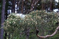 Scots Pine - Pollen 1 https://www.jungledragon.com/image/104758/scots_pine_-_pollen_2.html<br />
https://www.jungledragon.com/image/104697/scots_pine_releasing_pollen.html<br />
https://www.jungledragon.com/image/104760/scots_pine_-_pollen_3.html<br />
https://www.jungledragon.com/image/104759/scots_pine_-_pollen_4.html<br />
https://www.jungledragon.com/image/104764/scots_pine_-_pollen_5.html<br />
https://www.jungledragon.com/image/104762/scots_pine_-_pollen_6.html<br />
https://www.jungledragon.com/image/104763/scots_pine_-_pollen_7.html Cumbria,Pinus sylvestris,Scots Pine