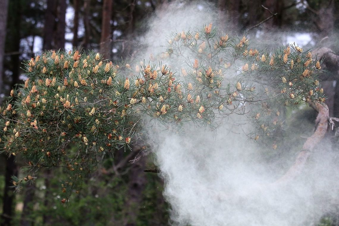 Scots Pine - Pollen 6 <figure class="photo"><a href="https://www.jungledragon.com/image/104761/scots_pine_-_pollen_1.html" title="Scots Pine - Pollen 1"><img src="https://s3.amazonaws.com/media.jungledragon.com/images/3826/104761_thumb.JPG?AWSAccessKeyId=05GMT0V3GWVNE7GGM1R2&Expires=1767225610&Signature=LCiLFXVak8fjvJJe54slEn%2FcvVY%3D" width="200" height="134" alt="Scots Pine - Pollen 1 https://www.jungledragon.com/image/104758/scots_pine_-_pollen_2.html<br />
https://www.jungledragon.com/image/104697/scots_pine_releasing_pollen.html<br />
https://www.jungledragon.com/image/104760/scots_pine_-_pollen_3.html<br />
https://www.jungledragon.com/image/104759/scots_pine_-_pollen_4.html<br />
https://www.jungledragon.com/image/104764/scots_pine_-_pollen_5.html<br />
https://www.jungledragon.com/image/104762/scots_pine_-_pollen_6.html<br />
https://www.jungledragon.com/image/104763/scots_pine_-_pollen_7.html Cumbria,Pinus sylvestris,Scots Pine" /></a></figure><br />
<figure class="photo"><a href="https://www.jungledragon.com/image/104758/scots_pine_-_pollen_2.html" title="Scots Pine - Pollen 2"><img src="https://s3.amazonaws.com/media.jungledragon.com/images/3826/104758_thumb.JPG?AWSAccessKeyId=05GMT0V3GWVNE7GGM1R2&Expires=1767225610&Signature=FJte1wMIyk1ctTt%2BYUnhXkAzuwE%3D" width="200" height="134" alt="Scots Pine - Pollen 2 https://www.jungledragon.com/image/104761/scots_pine_-_pollen_1.html<br />
https://www.jungledragon.com/image/104697/scots_pine_releasing_pollen.html<br />
https://www.jungledragon.com/image/104760/scots_pine_-_pollen_3.html<br />
https://www.jungledragon.com/image/104759/scots_pine_-_pollen_4.html<br />
https://www.jungledragon.com/image/104764/scots_pine_-_pollen_5.html<br />
https://www.jungledragon.com/image/104762/scots_pine_-_pollen_6.html<br />
https://www.jungledragon.com/image/104763/scots_pine_-_pollen_7.html Cumbria,Pinus sylvestris,Scots Pine" /></a></figure><br />
<figure class="photo"><a href="https://www.jungledragon.com/image/104697/scots_pine_releasing_pollen.html" title="Scots Pine releasing pollen"><img src="https://s3.amazonaws.com/media.jungledragon.com/images/3826/104697_thumb.JPG?AWSAccessKeyId=05GMT0V3GWVNE7GGM1R2&Expires=1767225610&Signature=5%2BJ4wyt9fFCPHltQYZryt05w5yY%3D" width="200" height="134" alt="Scots Pine releasing pollen Fabulous cloud of pollen<br />
https://www.jungledragon.com/image/104761/scots_pine_-_pollen_1.html<br />
https://www.jungledragon.com/image/104758/scots_pine_-_pollen_2.html<br />
https://www.jungledragon.com/image/104697/scots_pine_releasing_pollen.html<br />
https://www.jungledragon.com/image/104760/scots_pine_-_pollen_3.html<br />
https://www.jungledragon.com/image/104759/scots_pine_-_pollen_4.html<br />
https://www.jungledragon.com/image/104764/scots_pine_-_pollen_5.html<br />
https://www.jungledragon.com/image/104762/scots_pine_-_pollen_6.html<br />
https://www.jungledragon.com/image/104763/scots_pine_-_pollen_7.html Cumbria,Kings Meaburn,Pinus sylvestris,Scots Pine" /></a></figure><br />
<figure class="photo"><a href="https://www.jungledragon.com/image/104760/scots_pine_-_pollen_3.html" title="Scots Pine - Pollen 3"><img src="https://s3.amazonaws.com/media.jungledragon.com/images/3826/104760_thumb.JPG?AWSAccessKeyId=05GMT0V3GWVNE7GGM1R2&Expires=1767225610&Signature=Hg1O6gH%2F7oE3QPvHgpeemkM42jU%3D" width="200" height="134" alt="Scots Pine - Pollen 3 https://www.jungledragon.com/image/104761/scots_pine_-_pollen_1.html<br />
https://www.jungledragon.com/image/104758/scots_pine_-_pollen_2.html<br />
https://www.jungledragon.com/image/104697/scots_pine_releasing_pollen.html<br />
https://www.jungledragon.com/image/104759/scots_pine_-_pollen_4.html<br />
https://www.jungledragon.com/image/104764/scots_pine_-_pollen_5.html<br />
https://www.jungledragon.com/image/104762/scots_pine_-_pollen_6.html<br />
https://www.jungledragon.com/image/104763/scots_pine_-_pollen_7.html Cumbria,Pinus sylvestris,Scots Pine" /></a></figure><br />
<figure class="photo"><a href="https://www.jungledragon.com/image/104759/scots_pine_-_pollen_4.html" title="Scots Pine - Pollen 4"><img src="https://s3.amazonaws.com/media.jungledragon.com/images/3826/104759_thumb.JPG?AWSAccessKeyId=05GMT0V3GWVNE7GGM1R2&Expires=1767225610&Signature=wsor5SlNiokAftAPs55DPNIpKMA%3D" width="200" height="134" alt="Scots Pine - Pollen 4 https://www.jungledragon.com/image/104761/scots_pine_-_pollen_1.html<br />
https://www.jungledragon.com/image/104758/scots_pine_-_pollen_2.html<br />
https://www.jungledragon.com/image/104697/scots_pine_releasing_pollen.html<br />
https://www.jungledragon.com/image/104760/scots_pine_-_pollen_3.html<br />
https://www.jungledragon.com/image/104764/scots_pine_-_pollen_5.html<br />
https://www.jungledragon.com/image/104762/scots_pine_-_pollen_6.html<br />
https://www.jungledragon.com/image/104763/scots_pine_-_pollen_7.html Cumbria,Pinus sylvestris,Scots Pine" /></a></figure><br />
<figure class="photo"><a href="https://www.jungledragon.com/image/104764/scots_pine_-_pollen_5.html" title="Scots Pine - Pollen 5"><img src="https://s3.amazonaws.com/media.jungledragon.com/images/3826/104764_thumb.JPG?AWSAccessKeyId=05GMT0V3GWVNE7GGM1R2&Expires=1767225610&Signature=Lp%2FzXXZcggB9OcXAU%2B8RJExFTKI%3D" width="200" height="134" alt="Scots Pine - Pollen 5 https://www.jungledragon.com/image/104761/scots_pine_-_pollen_1.html<br />
https://www.jungledragon.com/image/104758/scots_pine_-_pollen_2.html<br />
https://www.jungledragon.com/image/104697/scots_pine_releasing_pollen.html<br />
https://www.jungledragon.com/image/104760/scots_pine_-_pollen_3.html<br />
https://www.jungledragon.com/image/104759/scots_pine_-_pollen_4.html<br />
https://www.jungledragon.com/image/104762/scots_pine_-_pollen_6.html<br />
https://www.jungledragon.com/image/104763/scots_pine_-_pollen_7.html Cumbria,Pinus sylvestris,Scots Pine" /></a></figure><br />
<figure class="photo"><a href="https://www.jungledragon.com/image/104763/scots_pine_-_pollen_7.html" title="Scots Pine - Pollen 7"><img src="https://s3.amazonaws.com/media.jungledragon.com/images/3826/104763_thumb.JPG?AWSAccessKeyId=05GMT0V3GWVNE7GGM1R2&Expires=1767225610&Signature=eeY35yvJxJFjh%2FV0kq%2FVp32uSHM%3D" width="200" height="134" alt="Scots Pine - Pollen 7 https://www.jungledragon.com/image/104761/scots_pine_-_pollen_1.html<br />
https://www.jungledragon.com/image/104758/scots_pine_-_pollen_2.html<br />
https://www.jungledragon.com/image/104697/scots_pine_releasing_pollen.html<br />
https://www.jungledragon.com/image/104760/scots_pine_-_pollen_3.html<br />
https://www.jungledragon.com/image/104759/scots_pine_-_pollen_4.html<br />
https://www.jungledragon.com/image/104764/scots_pine_-_pollen_5.html<br />
https://www.jungledragon.com/image/104762/scots_pine_-_pollen_6.html Cumbria,Pinus sylvestris,Scots Pine" /></a></figure> Cumbria,Pinus sylvestris,Scots Pine