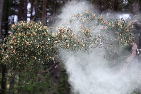 Scots Pine - Pollen 6 https://www.jungledragon.com/image/104761/scots_pine_-_pollen_1.html
https://www.jungledragon.com/image/104758/scots_pine_-_pollen_2.html
https://www.jungledragon.com/image/104697/scots_pine_releasing_pollen.html
https://www.jungledragon.com/image/104760/scots_pine_-_pollen_3.html
https://www.jungledragon.com/image/104759/scots_pine_-_pollen_4.html
https://www.jungledragon.com/image/104764/scots_pine_-_pollen_5.html
https://www.jungledragon.com/image/104763/scots_pine_-_pollen_7.html Cumbria,Pinus sylvestris,Scots Pine