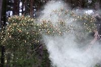 Scots Pine - Pollen 6 https://www.jungledragon.com/image/104761/scots_pine_-_pollen_1.html<br />
https://www.jungledragon.com/image/104758/scots_pine_-_pollen_2.html<br />
https://www.jungledragon.com/image/104697/scots_pine_releasing_pollen.html<br />
https://www.jungledragon.com/image/104760/scots_pine_-_pollen_3.html<br />
https://www.jungledragon.com/image/104759/scots_pine_-_pollen_4.html<br />
https://www.jungledragon.com/image/104764/scots_pine_-_pollen_5.html<br />
https://www.jungledragon.com/image/104763/scots_pine_-_pollen_7.html Cumbria,Pinus sylvestris,Scots Pine