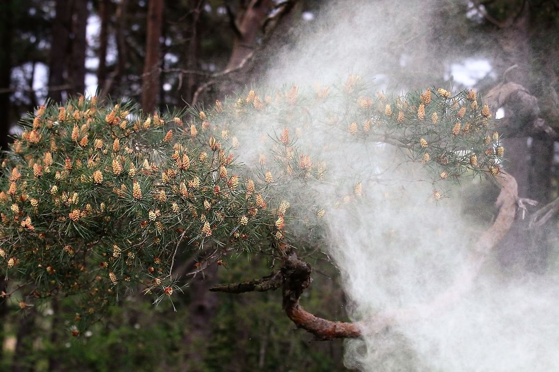 Scots Pine - Pollen 7 <figure class="photo"><a href="https://www.jungledragon.com/image/104761/scots_pine_-_pollen_1.html" title="Scots Pine - Pollen 1"><img src="https://s3.amazonaws.com/media.jungledragon.com/images/3826/104761_thumb.JPG?AWSAccessKeyId=05GMT0V3GWVNE7GGM1R2&Expires=1763596810&Signature=ZL5wRoDZrZmNk8gstF8hi6Ujp%2Bs%3D" width="200" height="134" alt="Scots Pine - Pollen 1 https://www.jungledragon.com/image/104758/scots_pine_-_pollen_2.html<br />
https://www.jungledragon.com/image/104697/scots_pine_releasing_pollen.html<br />
https://www.jungledragon.com/image/104760/scots_pine_-_pollen_3.html<br />
https://www.jungledragon.com/image/104759/scots_pine_-_pollen_4.html<br />
https://www.jungledragon.com/image/104764/scots_pine_-_pollen_5.html<br />
https://www.jungledragon.com/image/104762/scots_pine_-_pollen_6.html<br />
https://www.jungledragon.com/image/104763/scots_pine_-_pollen_7.html Cumbria,Pinus sylvestris,Scots Pine" /></a></figure><br />
<figure class="photo"><a href="https://www.jungledragon.com/image/104758/scots_pine_-_pollen_2.html" title="Scots Pine - Pollen 2"><img src="https://s3.amazonaws.com/media.jungledragon.com/images/3826/104758_thumb.JPG?AWSAccessKeyId=05GMT0V3GWVNE7GGM1R2&Expires=1763596810&Signature=k%2BNYhu7Vh3e6dSbQMVcLGT9ZET8%3D" width="200" height="134" alt="Scots Pine - Pollen 2 https://www.jungledragon.com/image/104761/scots_pine_-_pollen_1.html<br />
https://www.jungledragon.com/image/104697/scots_pine_releasing_pollen.html<br />
https://www.jungledragon.com/image/104760/scots_pine_-_pollen_3.html<br />
https://www.jungledragon.com/image/104759/scots_pine_-_pollen_4.html<br />
https://www.jungledragon.com/image/104764/scots_pine_-_pollen_5.html<br />
https://www.jungledragon.com/image/104762/scots_pine_-_pollen_6.html<br />
https://www.jungledragon.com/image/104763/scots_pine_-_pollen_7.html Cumbria,Pinus sylvestris,Scots Pine" /></a></figure><br />
<figure class="photo"><a href="https://www.jungledragon.com/image/104697/scots_pine_releasing_pollen.html" title="Scots Pine releasing pollen"><img src="https://s3.amazonaws.com/media.jungledragon.com/images/3826/104697_thumb.JPG?AWSAccessKeyId=05GMT0V3GWVNE7GGM1R2&Expires=1763596810&Signature=Dk7LAs%2BAR8%2Far8gWHRjGj7bOsv4%3D" width="200" height="134" alt="Scots Pine releasing pollen Fabulous cloud of pollen<br />
https://www.jungledragon.com/image/104761/scots_pine_-_pollen_1.html<br />
https://www.jungledragon.com/image/104758/scots_pine_-_pollen_2.html<br />
https://www.jungledragon.com/image/104697/scots_pine_releasing_pollen.html<br />
https://www.jungledragon.com/image/104760/scots_pine_-_pollen_3.html<br />
https://www.jungledragon.com/image/104759/scots_pine_-_pollen_4.html<br />
https://www.jungledragon.com/image/104764/scots_pine_-_pollen_5.html<br />
https://www.jungledragon.com/image/104762/scots_pine_-_pollen_6.html<br />
https://www.jungledragon.com/image/104763/scots_pine_-_pollen_7.html Cumbria,Kings Meaburn,Pinus sylvestris,Scots Pine" /></a></figure><br />
<figure class="photo"><a href="https://www.jungledragon.com/image/104760/scots_pine_-_pollen_3.html" title="Scots Pine - Pollen 3"><img src="https://s3.amazonaws.com/media.jungledragon.com/images/3826/104760_thumb.JPG?AWSAccessKeyId=05GMT0V3GWVNE7GGM1R2&Expires=1763596810&Signature=WaG2pfAYQsL1cPgfdGrd6rOt8%2Bw%3D" width="200" height="134" alt="Scots Pine - Pollen 3 https://www.jungledragon.com/image/104761/scots_pine_-_pollen_1.html<br />
https://www.jungledragon.com/image/104758/scots_pine_-_pollen_2.html<br />
https://www.jungledragon.com/image/104697/scots_pine_releasing_pollen.html<br />
https://www.jungledragon.com/image/104759/scots_pine_-_pollen_4.html<br />
https://www.jungledragon.com/image/104764/scots_pine_-_pollen_5.html<br />
https://www.jungledragon.com/image/104762/scots_pine_-_pollen_6.html<br />
https://www.jungledragon.com/image/104763/scots_pine_-_pollen_7.html Cumbria,Pinus sylvestris,Scots Pine" /></a></figure><br />
<figure class="photo"><a href="https://www.jungledragon.com/image/104759/scots_pine_-_pollen_4.html" title="Scots Pine - Pollen 4"><img src="https://s3.amazonaws.com/media.jungledragon.com/images/3826/104759_thumb.JPG?AWSAccessKeyId=05GMT0V3GWVNE7GGM1R2&Expires=1763596810&Signature=B8brCi95TOJndcLB5%2FnE5mTsLHs%3D" width="200" height="134" alt="Scots Pine - Pollen 4 https://www.jungledragon.com/image/104761/scots_pine_-_pollen_1.html<br />
https://www.jungledragon.com/image/104758/scots_pine_-_pollen_2.html<br />
https://www.jungledragon.com/image/104697/scots_pine_releasing_pollen.html<br />
https://www.jungledragon.com/image/104760/scots_pine_-_pollen_3.html<br />
https://www.jungledragon.com/image/104764/scots_pine_-_pollen_5.html<br />
https://www.jungledragon.com/image/104762/scots_pine_-_pollen_6.html<br />
https://www.jungledragon.com/image/104763/scots_pine_-_pollen_7.html Cumbria,Pinus sylvestris,Scots Pine" /></a></figure><br />
<figure class="photo"><a href="https://www.jungledragon.com/image/104764/scots_pine_-_pollen_5.html" title="Scots Pine - Pollen 5"><img src="https://s3.amazonaws.com/media.jungledragon.com/images/3826/104764_thumb.JPG?AWSAccessKeyId=05GMT0V3GWVNE7GGM1R2&Expires=1763596810&Signature=YVTfTUbLlc2CcBC1bGFKlordnVI%3D" width="200" height="134" alt="Scots Pine - Pollen 5 https://www.jungledragon.com/image/104761/scots_pine_-_pollen_1.html<br />
https://www.jungledragon.com/image/104758/scots_pine_-_pollen_2.html<br />
https://www.jungledragon.com/image/104697/scots_pine_releasing_pollen.html<br />
https://www.jungledragon.com/image/104760/scots_pine_-_pollen_3.html<br />
https://www.jungledragon.com/image/104759/scots_pine_-_pollen_4.html<br />
https://www.jungledragon.com/image/104762/scots_pine_-_pollen_6.html<br />
https://www.jungledragon.com/image/104763/scots_pine_-_pollen_7.html Cumbria,Pinus sylvestris,Scots Pine" /></a></figure><br />
<figure class="photo"><a href="https://www.jungledragon.com/image/104762/scots_pine_-_pollen_6.html" title="Scots Pine - Pollen 6"><img src="https://s3.amazonaws.com/media.jungledragon.com/images/3826/104762_thumb.JPG?AWSAccessKeyId=05GMT0V3GWVNE7GGM1R2&Expires=1763596810&Signature=oormtxRklzX1nj3x%2Fcmdn9VbuA4%3D" width="200" height="134" alt="Scots Pine - Pollen 6 https://www.jungledragon.com/image/104761/scots_pine_-_pollen_1.html<br />
https://www.jungledragon.com/image/104758/scots_pine_-_pollen_2.html<br />
https://www.jungledragon.com/image/104697/scots_pine_releasing_pollen.html<br />
https://www.jungledragon.com/image/104760/scots_pine_-_pollen_3.html<br />
https://www.jungledragon.com/image/104759/scots_pine_-_pollen_4.html<br />
https://www.jungledragon.com/image/104764/scots_pine_-_pollen_5.html<br />
https://www.jungledragon.com/image/104763/scots_pine_-_pollen_7.html Cumbria,Pinus sylvestris,Scots Pine" /></a></figure> Cumbria,Pinus sylvestris,Scots Pine