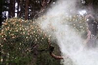 Scots Pine - Pollen 7 https://www.jungledragon.com/image/104761/scots_pine_-_pollen_1.html<br />
https://www.jungledragon.com/image/104758/scots_pine_-_pollen_2.html<br />
https://www.jungledragon.com/image/104697/scots_pine_releasing_pollen.html<br />
https://www.jungledragon.com/image/104760/scots_pine_-_pollen_3.html<br />
https://www.jungledragon.com/image/104759/scots_pine_-_pollen_4.html<br />
https://www.jungledragon.com/image/104764/scots_pine_-_pollen_5.html<br />
https://www.jungledragon.com/image/104762/scots_pine_-_pollen_6.html Cumbria,Pinus sylvestris,Scots Pine