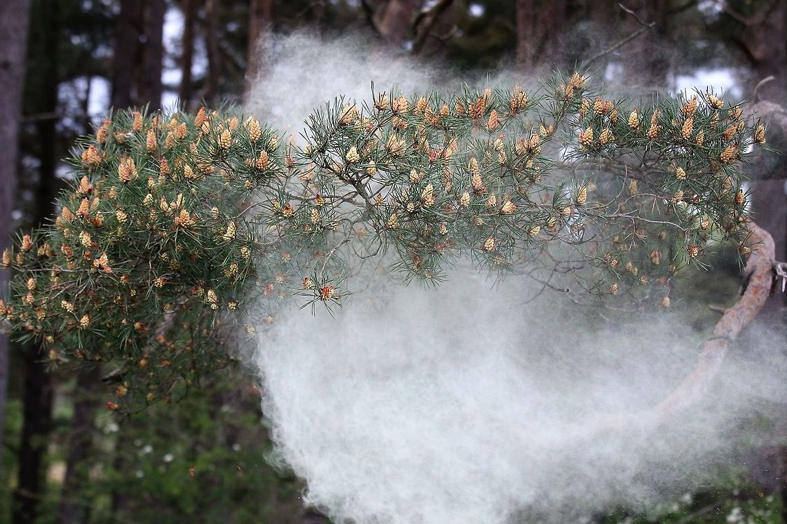 Scots Pine - Pollen 5 <figure class="photo"><a href="https://www.jungledragon.com/image/104761/scots_pine_-_pollen_1.html" title="Scots Pine - Pollen 1"><img src="https://s3.amazonaws.com/media.jungledragon.com/images/3826/104761_thumb.JPG?AWSAccessKeyId=05GMT0V3GWVNE7GGM1R2&Expires=1767225610&Signature=LCiLFXVak8fjvJJe54slEn%2FcvVY%3D" width="200" height="134" alt="Scots Pine - Pollen 1 https://www.jungledragon.com/image/104758/scots_pine_-_pollen_2.html<br />
https://www.jungledragon.com/image/104697/scots_pine_releasing_pollen.html<br />
https://www.jungledragon.com/image/104760/scots_pine_-_pollen_3.html<br />
https://www.jungledragon.com/image/104759/scots_pine_-_pollen_4.html<br />
https://www.jungledragon.com/image/104764/scots_pine_-_pollen_5.html<br />
https://www.jungledragon.com/image/104762/scots_pine_-_pollen_6.html<br />
https://www.jungledragon.com/image/104763/scots_pine_-_pollen_7.html Cumbria,Pinus sylvestris,Scots Pine" /></a></figure><br />
<figure class="photo"><a href="https://www.jungledragon.com/image/104758/scots_pine_-_pollen_2.html" title="Scots Pine - Pollen 2"><img src="https://s3.amazonaws.com/media.jungledragon.com/images/3826/104758_thumb.JPG?AWSAccessKeyId=05GMT0V3GWVNE7GGM1R2&Expires=1767225610&Signature=FJte1wMIyk1ctTt%2BYUnhXkAzuwE%3D" width="200" height="134" alt="Scots Pine - Pollen 2 https://www.jungledragon.com/image/104761/scots_pine_-_pollen_1.html<br />
https://www.jungledragon.com/image/104697/scots_pine_releasing_pollen.html<br />
https://www.jungledragon.com/image/104760/scots_pine_-_pollen_3.html<br />
https://www.jungledragon.com/image/104759/scots_pine_-_pollen_4.html<br />
https://www.jungledragon.com/image/104764/scots_pine_-_pollen_5.html<br />
https://www.jungledragon.com/image/104762/scots_pine_-_pollen_6.html<br />
https://www.jungledragon.com/image/104763/scots_pine_-_pollen_7.html Cumbria,Pinus sylvestris,Scots Pine" /></a></figure><br />
<figure class="photo"><a href="https://www.jungledragon.com/image/104697/scots_pine_releasing_pollen.html" title="Scots Pine releasing pollen"><img src="https://s3.amazonaws.com/media.jungledragon.com/images/3826/104697_thumb.JPG?AWSAccessKeyId=05GMT0V3GWVNE7GGM1R2&Expires=1767225610&Signature=5%2BJ4wyt9fFCPHltQYZryt05w5yY%3D" width="200" height="134" alt="Scots Pine releasing pollen Fabulous cloud of pollen<br />
https://www.jungledragon.com/image/104761/scots_pine_-_pollen_1.html<br />
https://www.jungledragon.com/image/104758/scots_pine_-_pollen_2.html<br />
https://www.jungledragon.com/image/104697/scots_pine_releasing_pollen.html<br />
https://www.jungledragon.com/image/104760/scots_pine_-_pollen_3.html<br />
https://www.jungledragon.com/image/104759/scots_pine_-_pollen_4.html<br />
https://www.jungledragon.com/image/104764/scots_pine_-_pollen_5.html<br />
https://www.jungledragon.com/image/104762/scots_pine_-_pollen_6.html<br />
https://www.jungledragon.com/image/104763/scots_pine_-_pollen_7.html Cumbria,Kings Meaburn,Pinus sylvestris,Scots Pine" /></a></figure><br />
<figure class="photo"><a href="https://www.jungledragon.com/image/104760/scots_pine_-_pollen_3.html" title="Scots Pine - Pollen 3"><img src="https://s3.amazonaws.com/media.jungledragon.com/images/3826/104760_thumb.JPG?AWSAccessKeyId=05GMT0V3GWVNE7GGM1R2&Expires=1767225610&Signature=Hg1O6gH%2F7oE3QPvHgpeemkM42jU%3D" width="200" height="134" alt="Scots Pine - Pollen 3 https://www.jungledragon.com/image/104761/scots_pine_-_pollen_1.html<br />
https://www.jungledragon.com/image/104758/scots_pine_-_pollen_2.html<br />
https://www.jungledragon.com/image/104697/scots_pine_releasing_pollen.html<br />
https://www.jungledragon.com/image/104759/scots_pine_-_pollen_4.html<br />
https://www.jungledragon.com/image/104764/scots_pine_-_pollen_5.html<br />
https://www.jungledragon.com/image/104762/scots_pine_-_pollen_6.html<br />
https://www.jungledragon.com/image/104763/scots_pine_-_pollen_7.html Cumbria,Pinus sylvestris,Scots Pine" /></a></figure><br />
<figure class="photo"><a href="https://www.jungledragon.com/image/104759/scots_pine_-_pollen_4.html" title="Scots Pine - Pollen 4"><img src="https://s3.amazonaws.com/media.jungledragon.com/images/3826/104759_thumb.JPG?AWSAccessKeyId=05GMT0V3GWVNE7GGM1R2&Expires=1767225610&Signature=wsor5SlNiokAftAPs55DPNIpKMA%3D" width="200" height="134" alt="Scots Pine - Pollen 4 https://www.jungledragon.com/image/104761/scots_pine_-_pollen_1.html<br />
https://www.jungledragon.com/image/104758/scots_pine_-_pollen_2.html<br />
https://www.jungledragon.com/image/104697/scots_pine_releasing_pollen.html<br />
https://www.jungledragon.com/image/104760/scots_pine_-_pollen_3.html<br />
https://www.jungledragon.com/image/104764/scots_pine_-_pollen_5.html<br />
https://www.jungledragon.com/image/104762/scots_pine_-_pollen_6.html<br />
https://www.jungledragon.com/image/104763/scots_pine_-_pollen_7.html Cumbria,Pinus sylvestris,Scots Pine" /></a></figure><br />
<figure class="photo"><a href="https://www.jungledragon.com/image/104762/scots_pine_-_pollen_6.html" title="Scots Pine - Pollen 6"><img src="https://s3.amazonaws.com/media.jungledragon.com/images/3826/104762_thumb.JPG?AWSAccessKeyId=05GMT0V3GWVNE7GGM1R2&Expires=1767225610&Signature=vPJ84R4TxAND4UaAhYAJPPJHbE4%3D" width="200" height="134" alt="Scots Pine - Pollen 6 https://www.jungledragon.com/image/104761/scots_pine_-_pollen_1.html<br />
https://www.jungledragon.com/image/104758/scots_pine_-_pollen_2.html<br />
https://www.jungledragon.com/image/104697/scots_pine_releasing_pollen.html<br />
https://www.jungledragon.com/image/104760/scots_pine_-_pollen_3.html<br />
https://www.jungledragon.com/image/104759/scots_pine_-_pollen_4.html<br />
https://www.jungledragon.com/image/104764/scots_pine_-_pollen_5.html<br />
https://www.jungledragon.com/image/104763/scots_pine_-_pollen_7.html Cumbria,Pinus sylvestris,Scots Pine" /></a></figure><br />
<figure class="photo"><a href="https://www.jungledragon.com/image/104763/scots_pine_-_pollen_7.html" title="Scots Pine - Pollen 7"><img src="https://s3.amazonaws.com/media.jungledragon.com/images/3826/104763_thumb.JPG?AWSAccessKeyId=05GMT0V3GWVNE7GGM1R2&Expires=1767225610&Signature=eeY35yvJxJFjh%2FV0kq%2FVp32uSHM%3D" width="200" height="134" alt="Scots Pine - Pollen 7 https://www.jungledragon.com/image/104761/scots_pine_-_pollen_1.html<br />
https://www.jungledragon.com/image/104758/scots_pine_-_pollen_2.html<br />
https://www.jungledragon.com/image/104697/scots_pine_releasing_pollen.html<br />
https://www.jungledragon.com/image/104760/scots_pine_-_pollen_3.html<br />
https://www.jungledragon.com/image/104759/scots_pine_-_pollen_4.html<br />
https://www.jungledragon.com/image/104764/scots_pine_-_pollen_5.html<br />
https://www.jungledragon.com/image/104762/scots_pine_-_pollen_6.html Cumbria,Pinus sylvestris,Scots Pine" /></a></figure> Cumbria,Pinus sylvestris,Scots Pine