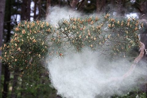 Scots Pine - Pollen 5 https://www.jungledragon.com/image/104761/scots_pine_-_pollen_1.html
https://www.jungledragon.com/image/104758/scots_pine_-_pollen_2.html
https://www.jungledragon.com/image/104697/scots_pine_releasing_pollen.html
https://www.jungledragon.com/image/104760/scots_pine_-_pollen_3.html
https://www.jungledragon.com/image/104759/scots_pine_-_pollen_4.html
https://www.jungledragon.com/image/104762/scots_pine_-_pollen_6.html
https://www.jungledragon.com/image/104763/scots_pine_-_pollen_7.html Cumbria,Pinus sylvestris,Scots Pine