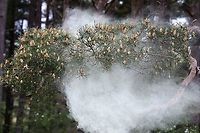 Scots Pine - Pollen 5 https://www.jungledragon.com/image/104761/scots_pine_-_pollen_1.html<br />
https://www.jungledragon.com/image/104758/scots_pine_-_pollen_2.html<br />
https://www.jungledragon.com/image/104697/scots_pine_releasing_pollen.html<br />
https://www.jungledragon.com/image/104760/scots_pine_-_pollen_3.html<br />
https://www.jungledragon.com/image/104759/scots_pine_-_pollen_4.html<br />
https://www.jungledragon.com/image/104762/scots_pine_-_pollen_6.html<br />
https://www.jungledragon.com/image/104763/scots_pine_-_pollen_7.html Cumbria,Pinus sylvestris,Scots Pine