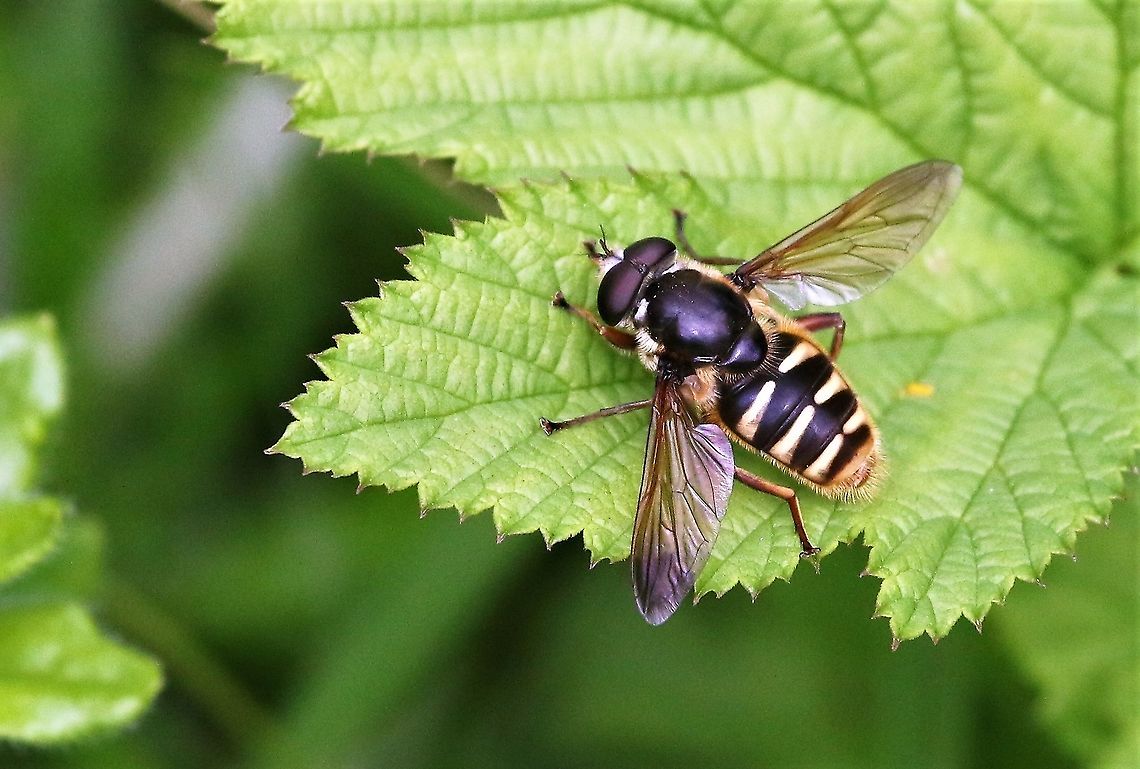 Bog hoverfly On a scrape by Lyvennet beck. Bog Hoverfly,Cumbria,Kings Meaburn,Sericomyia silentis