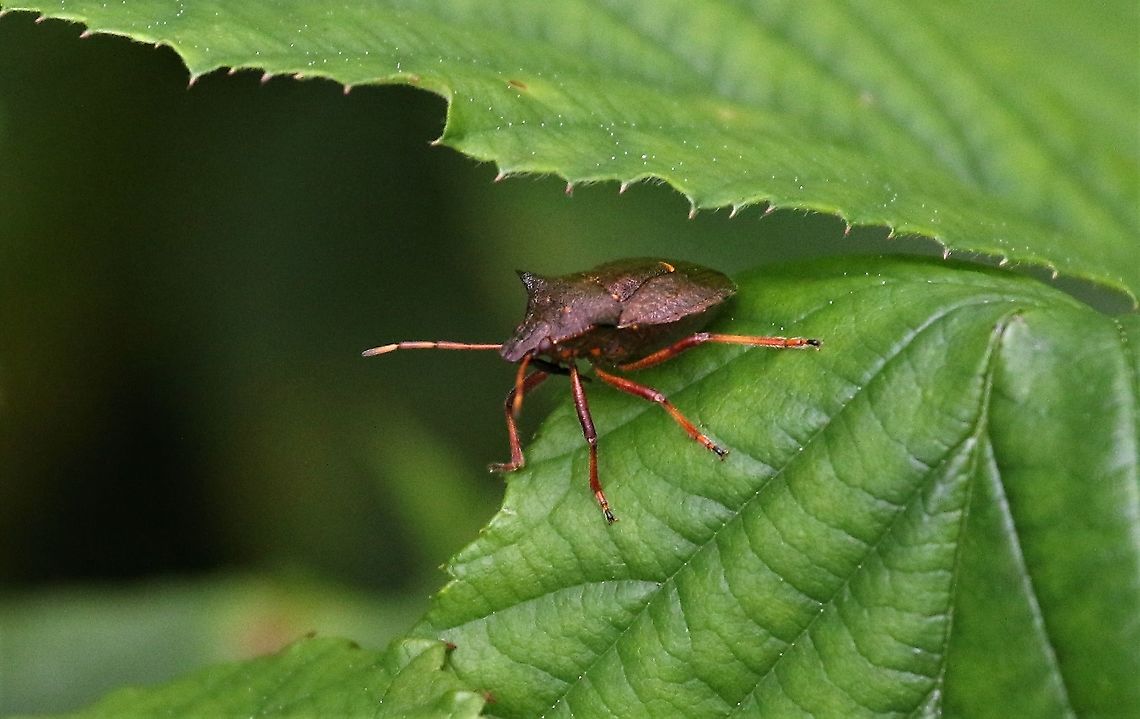 Spiked Shieldbug Close by the Lyvennet Cumbria,Kings Meaburn,Picromerus bidens,Spiked Shieldbug