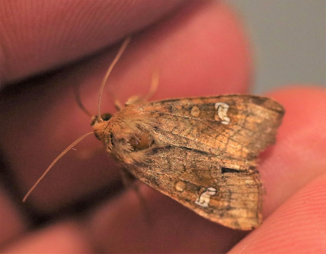 An Amphipoea - either Ear, Large Ear, Saltern or Crinan I understand that unless you&#039;re an expert, genetic determination is needed to identify the species.  This was indoors in Wester Ross. Amphipoea species,An Ear Moth,Wester Ross