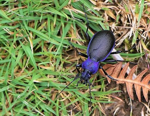 Violet Ground Beetle On Carrock Fell Carabus violaceus,Cumbria,Violet ground beetle