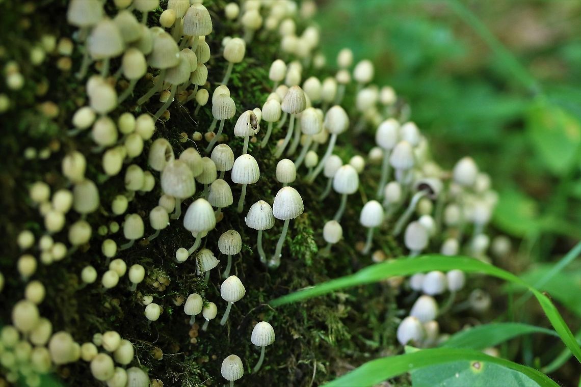 Fairy Inkcap In Birk Rein, local woodland. Coprinellus disseminatus,Cumbria,Fairy Inkcap,Kings Meaburn