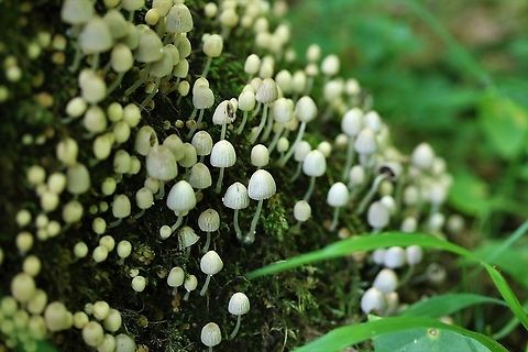 Fairy Inkcap In Birk Rein, local woodland. Coprinellus disseminatus,Cumbria,Fairy Inkcap,Kings Meaburn