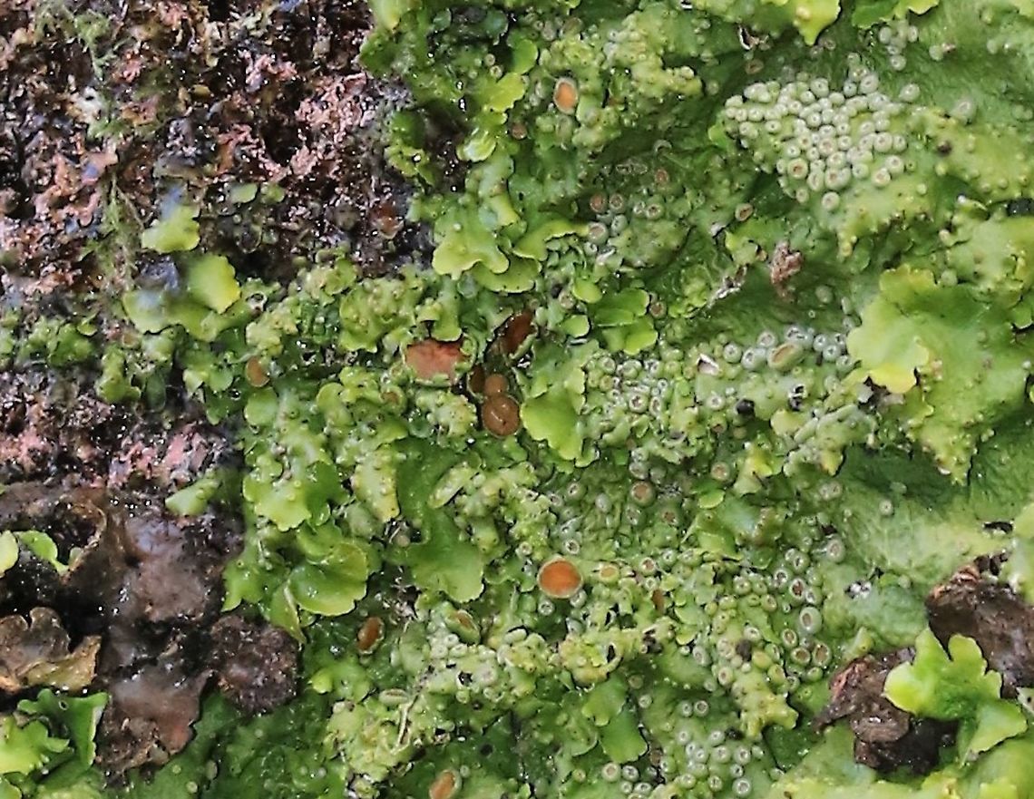 Lobaria virens A relative of Tree Lungwort Atlantic rainforest,Knapdale,Lichen,Lobaria virens