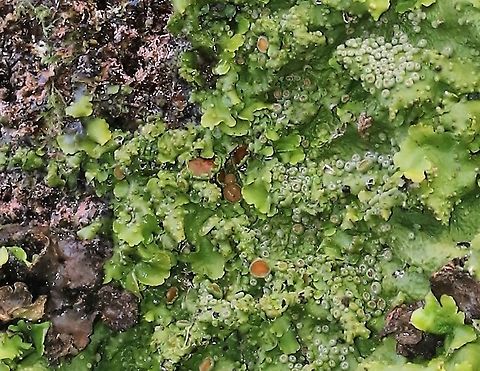 Lobaria virens A relative of Tree Lungwort Atlantic rainforest,Knapdale,Lichen,Lobaria virens