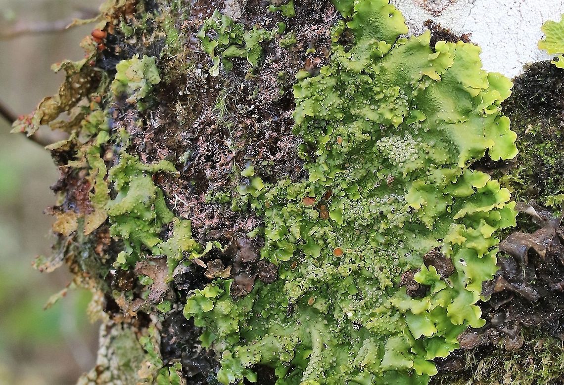 Lobaria virens A close relative of tree lungwort, from another area with pristine Atlantic rainforest. Atlantic rainforest,Knapdale,Lichen,Lobaria virens