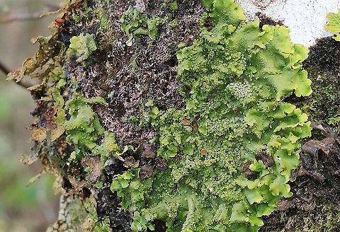 Lobaria virens A close relative of tree lungwort, from another area with pristine Atlantic rainforest. Atlantic rainforest,Knapdale,Lichen,Lobaria virens