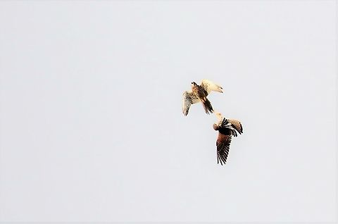 Kestrels talon grasping Kestrels talon grasping near Shap, I didn't know they did it?? Common Kestrel,Cumbria,Falco tinnunculus