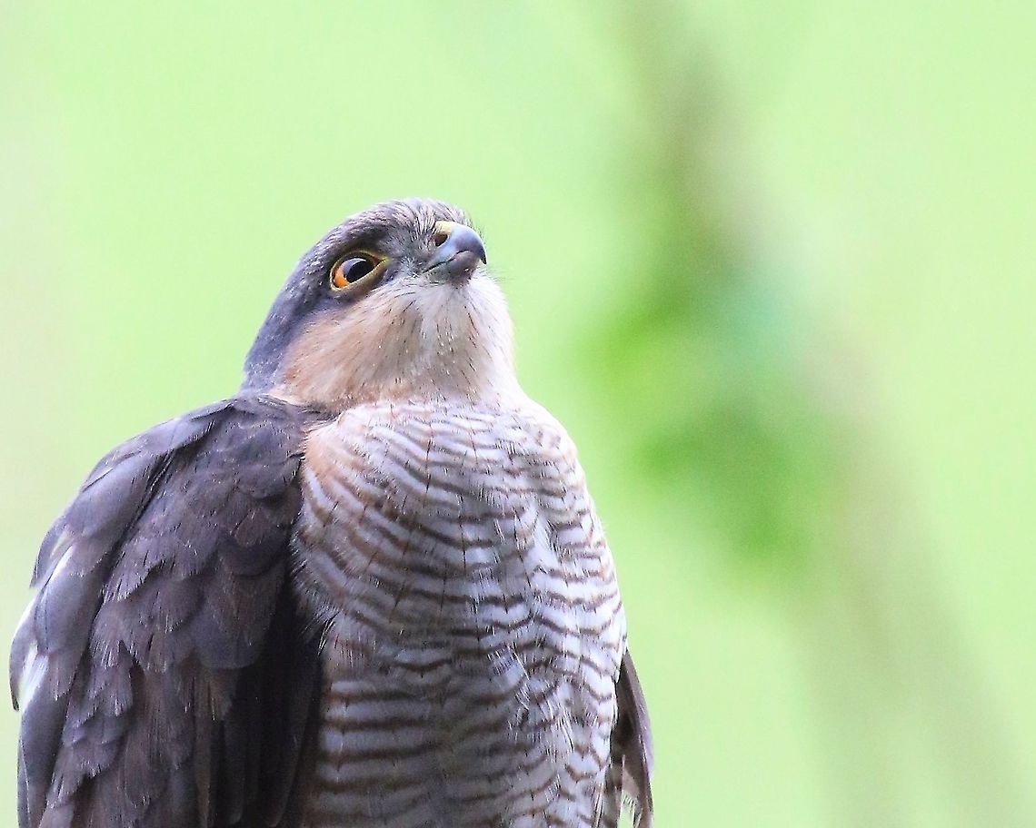 Sparrowhawk - beady eye! Sitting watching my bird feeder. Accipiter nisus,Cumbria,Eurasian Sparrowhawk,Kings Meaburn