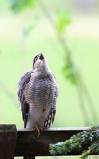 Sparrowhawk - not singing Again, perched and looking to the bird feeder Accipiter nisus,Cumbria,Eurasian Sparrowhawk,Kings Meaburn