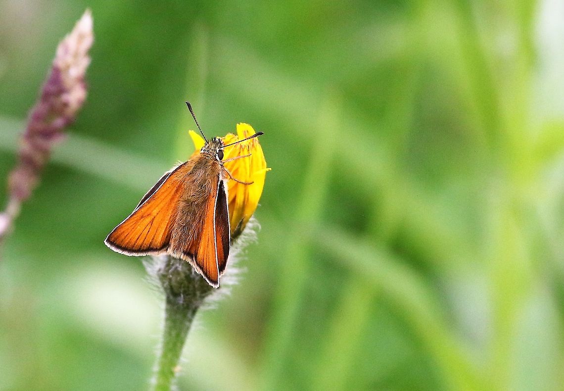 Small Skipper Down by the river in a hay meadow Cumbria,Kings Meaburn,Small skipper,Thymelicus sylvestris
