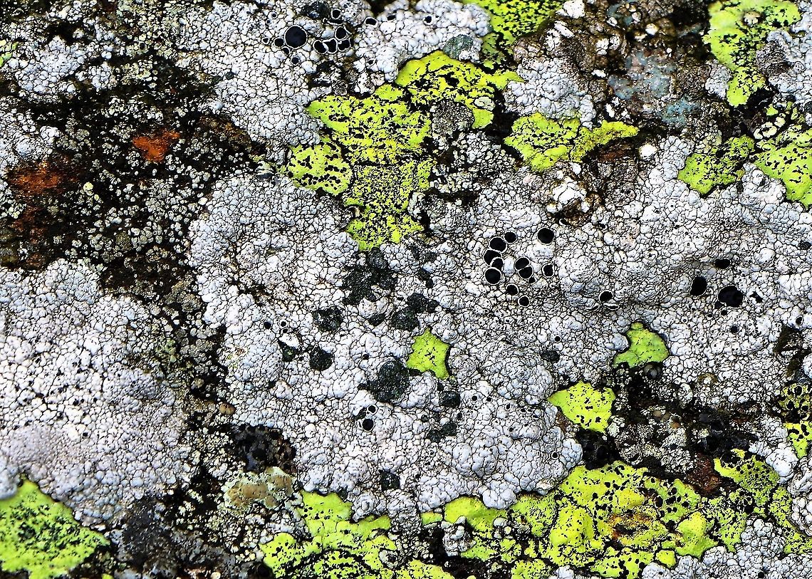 Lecanora gangaleoides - (grey ) The grey with black discs on cobbles at about 350 metres Cumbria,Lecanora gangaleoides,Oddendale