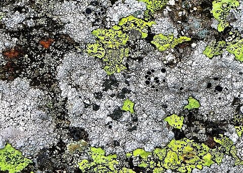 Lecanora gangaleoides - (grey ) The grey with black discs on cobbles at about 350 metres Cumbria,Lecanora gangaleoides,Oddendale