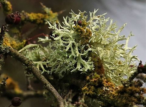 Ramalina farinacea or Cartilage lichen with Xanthoria parietina or Maritime Sunburst Lichen On Hawthorn by Lyvennet beck.  Good clean air here! Cartilage lichen,Cumbria,Kings Meaburn,Maritime sunburst lichen,Ramalina farinacea,Xanthoria parietina