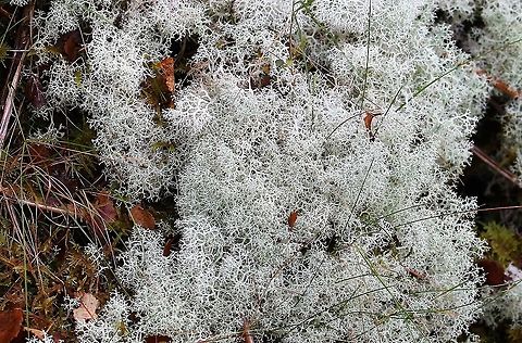 Cladonia portentosa - Reindeer moss In Knapdale close to where the beavers have been re-introduced. Argyll,Cladonia portentosa,Knapdale,Reindeer Lichen