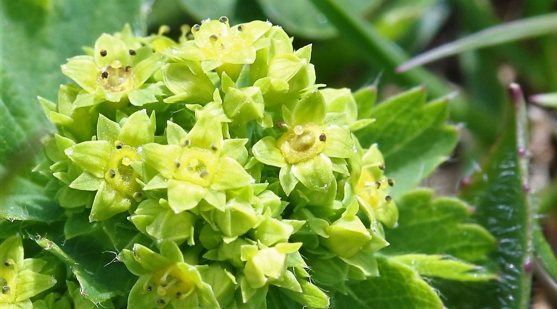 Pale Lady's Mantle 1st time I&#039;d seen this, just managed to identify it.  At about 350 metres on Orton Scar amongst the limestone pavement. Alchemilla xanthochlora,Cumbria,Orton Scar,Pale Lady's Mantle