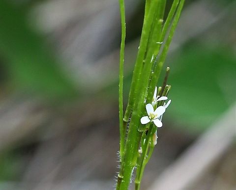 Hairy Rock-Cress, Arabis hirsuta  Arabis hirsuta