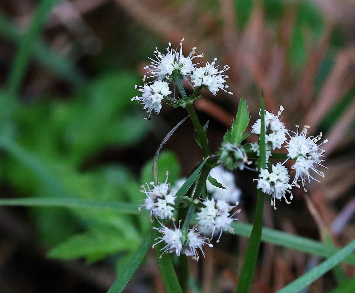 Sanicle A common woodland plant Cumbria,Kings Meaburn,Sanicle,Sanicula europaea