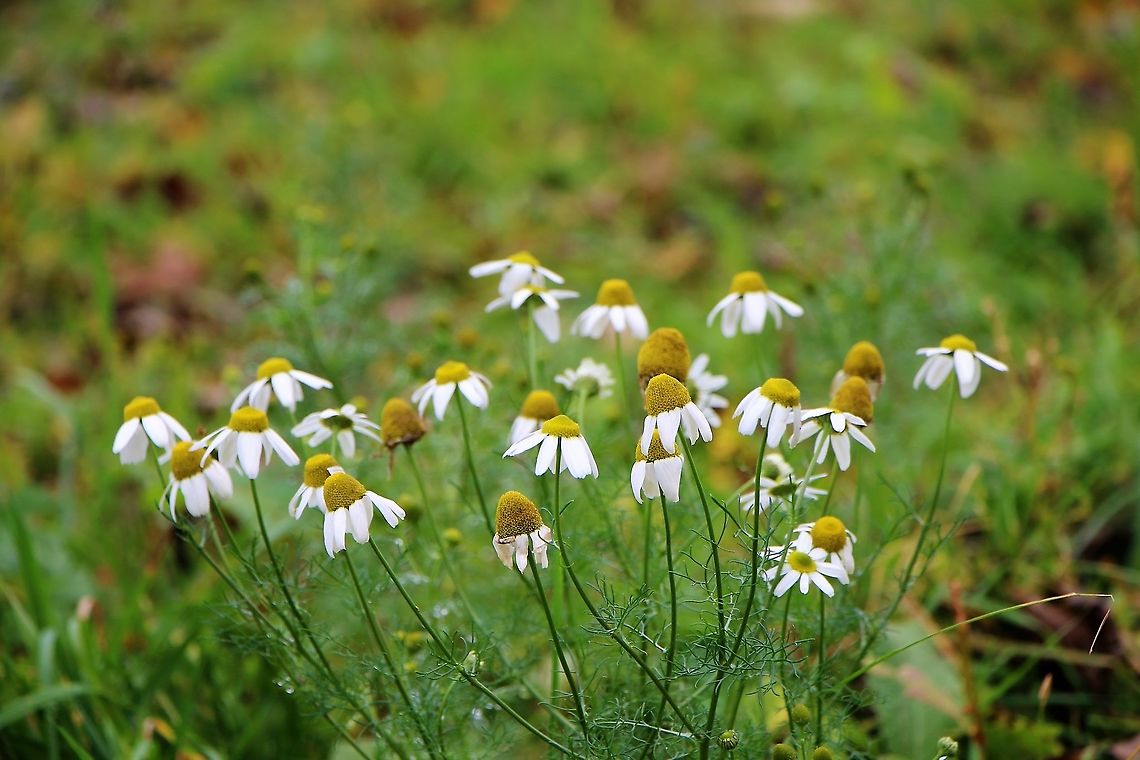 Scentless Mayweed Growing down by the Lyvennet, an annual &quot;weed&quot;??? Cumbria,Kings Meaburn,Scentless Mayweed,Tripleurospermum inodorum
