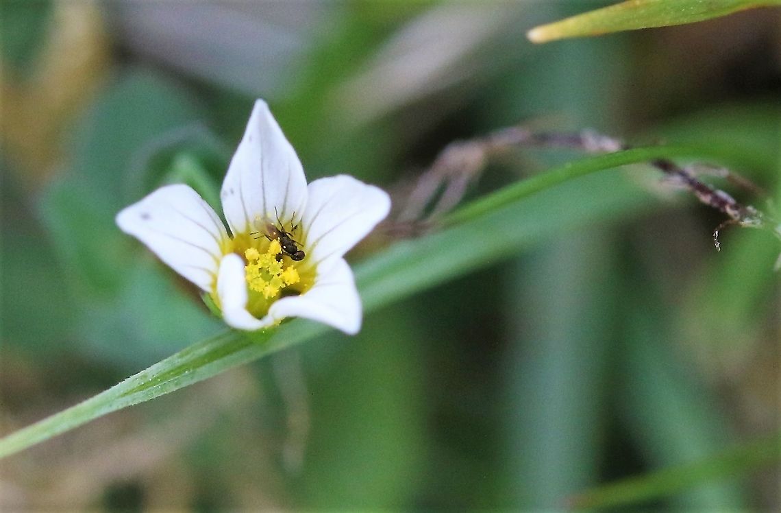 Fairy Flax Small flower of upland calcaeous pasture/grassland Cumbria,Fairy Flax,Linum catharticum,Smardale