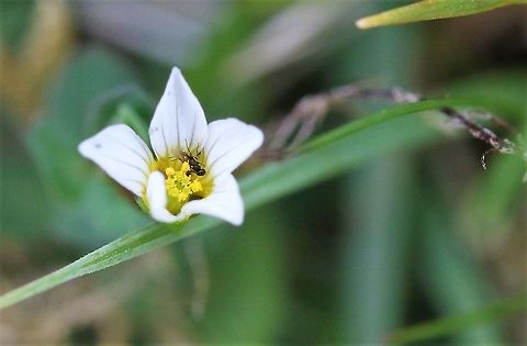 Fairy Flax Small flower of upland calcaeous pasture/grassland Cumbria,Fairy Flax,Linum catharticum,Smardale