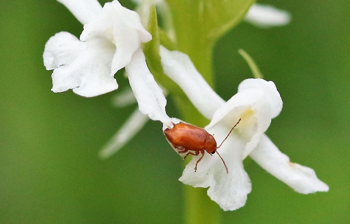 Tansy ragwort flea beetle Seen here on a white fragrant orchid Cumbria,Longitarsus jacobaeae,Tansy ragwort flea beetle,Waitby Greenriggs