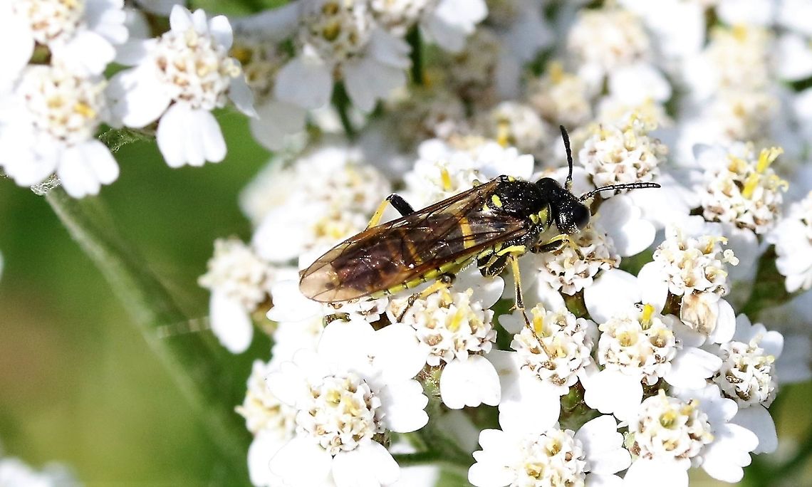 A Common Sawfly This, I believe is Tenthredo notha or brevicornis - very difficult to separate out of 4 species including schaefferi or arcuata, however I think I&#039;ve got it down to 2 - I&#039;m awaiting advice confirmation from the UK biological records site.  This was on Yarrow in a hay meadow Cumbria,Kings Meaburn,Sawfly,Tenthredo notha,Tenthredo sp