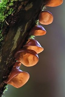 Jelly Ear Down by the river today on Elder Auricularia auricula-judae,Cumbria,Jelly Ear,Kings Meaburn,Wood Ear