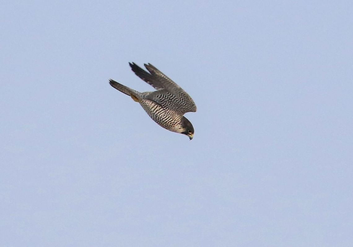 Peregrine chasing off Buzzard towards stoop 2  Crosby Ravensworth Fell,Cumbria,Falco peregrinus,Peregrine Falcon