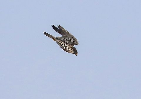 Peregrine chasing off Buzzard towards stoop 2  Crosby Ravensworth Fell,Cumbria,Falco peregrinus,Peregrine Falcon