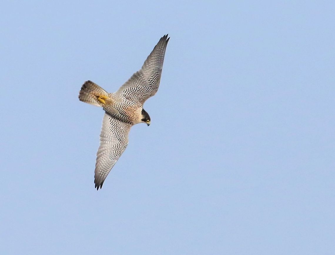 Peregrine chasing off buzzard 1  Crosby Ravensworth Fell,Cumbria,Falco peregrinus,Peregrine Falcon