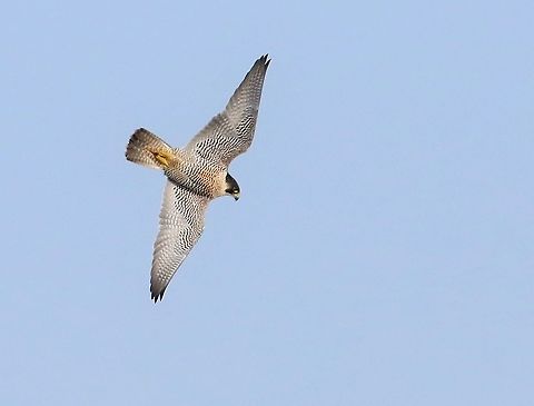Peregrine chasing off buzzard 1  Crosby Ravensworth Fell,Cumbria,Falco peregrinus,Peregrine Falcon