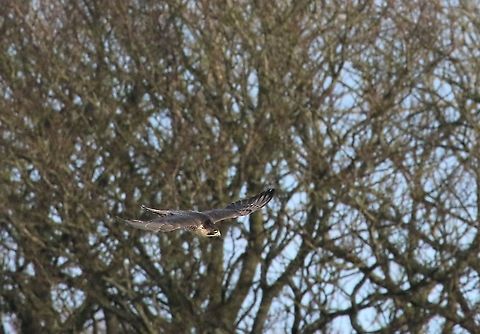 Peregrine leaving after chasing off Buzzard 4  Crosby Ravensworth Fell,Cumbria,Falco peregrinus,Peregrine Falcon