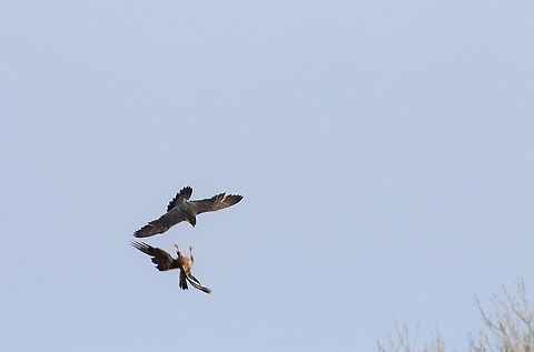 Peregrine diving to chase off buzzard 3  Crosby Ravensworth Fell,Cumbria,Falco peregrinus,Peregrine Falcon