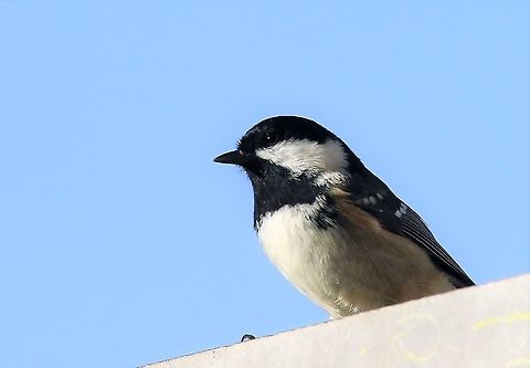 Coal Tit Enjoying the December sun Coal tit,Cumbria,Kings Meaburn,Periparus ater