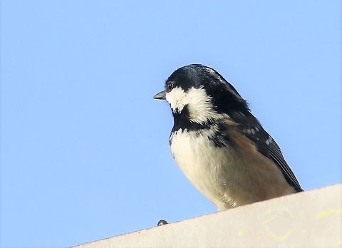 Coal Tit Showing the white stripe behind the head Coal tit,Cumbria,Kings Meaburn,Periparus ater