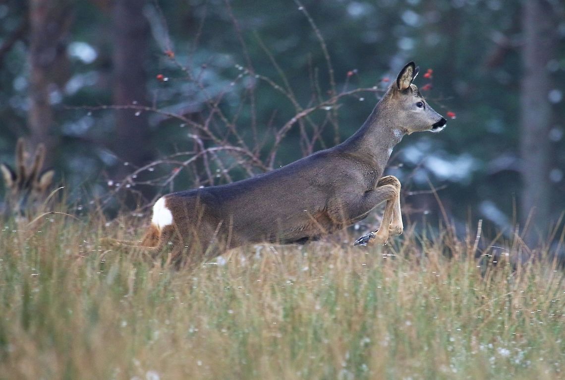 Roe Deer Doe One of 3 does with a buck today, the buck behind. Capreolus capreolus,Cumbria,Kings Meaburn,Roe deer
