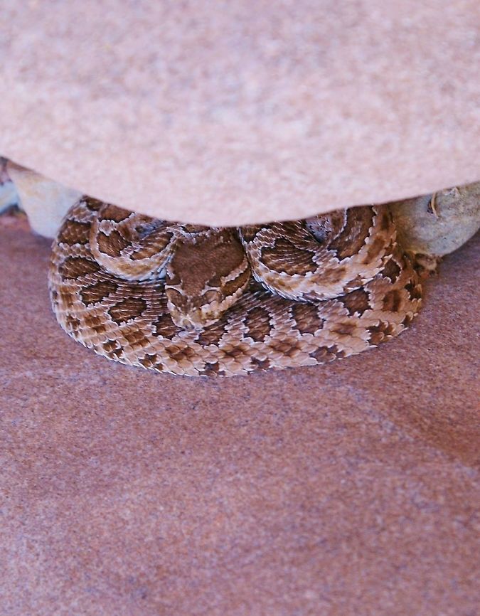 Midget-faded Rattlesnake Clare &amp; I came to a screeching halt whilst descending the slot canyon, Llewellyn Gulch, to Lake Powell.  Set off from hotel (Torrey) at 01.30hrs, 2 hours down the road, then 3 &amp; 1/2 hours down the Hole in the Rock trail - a couple of miles walking, then dropped into the slot canyon (hadn&#039;t seen another human since the night before).  Just before the end of the narrows we came upon this rattler blocking the track.  Ran up the side around it and brought a stick back to move it a little on the return journey.  Did the maths about getting to anti-venom - No chance!1  Great day out and a wonderful creature. Crotalus concolor,Llewellyn Gulch,Midget-faded Rattlesnake,Utah